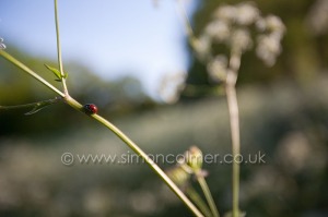 7-Spot Ladybird (Coccinella 7-punctata) on umbellifer