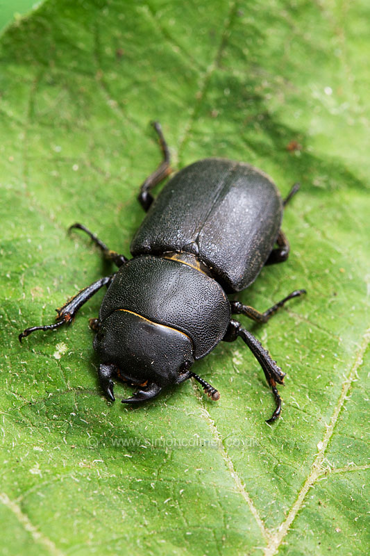 Lesser stag beetle (Dorcus parallelopipedus)