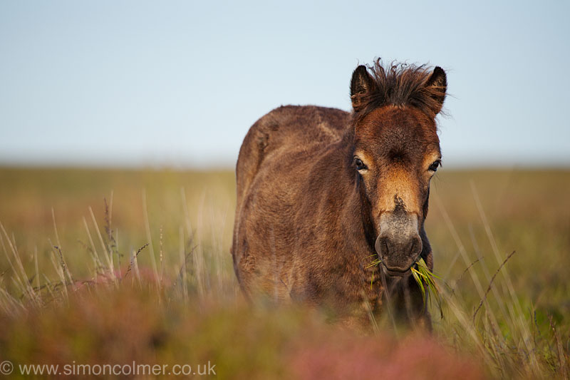 Exmoor Pony Dunkery and Horner Woods NNR, Somerset, UK