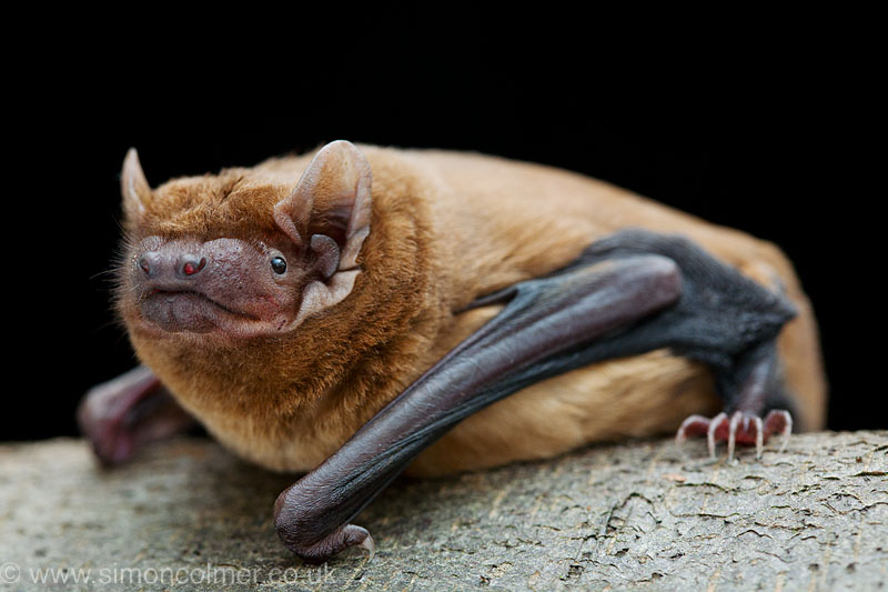 Noctule bat (Nyctalus noctula)