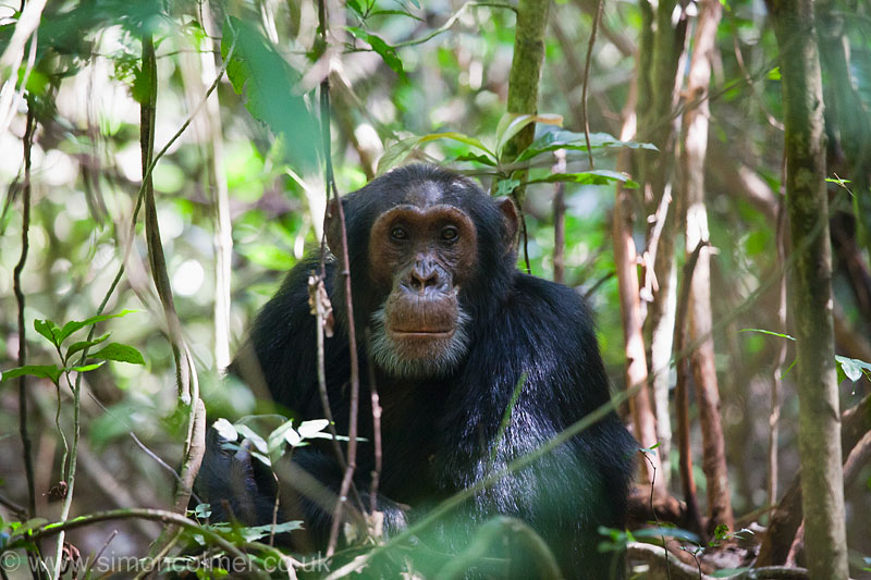 Eastern Common Chimpanzee male (Pan troglodytes schweinfurthii)