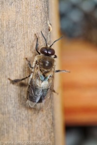 Honey bee drone (Apis mellifera)