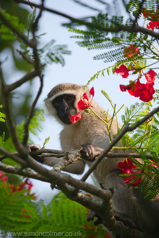 Vervet Monkey (Chlorocebus pygerythrus) Entebbe, Uganda
